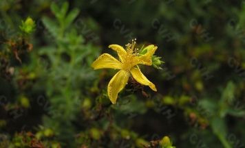 St.John's Wort Extract