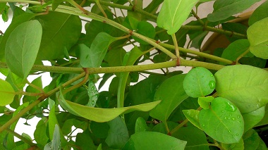 Polygonum Cuspidatum Extract